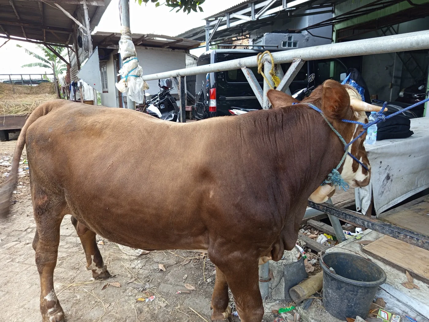 Qurban